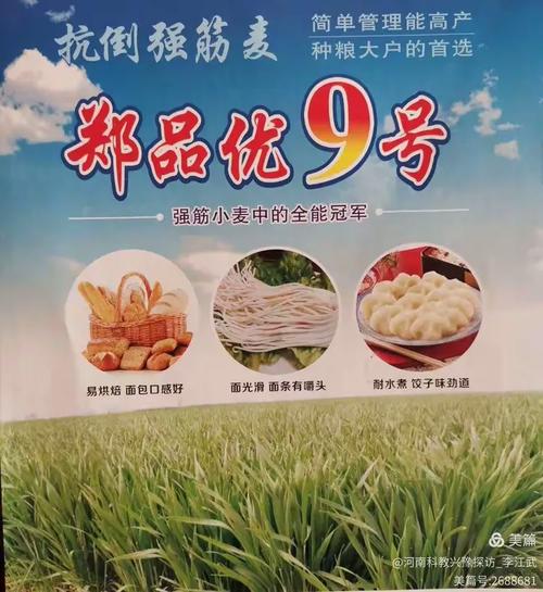 2020黄淮麦区农资英雄榜&middot;新乡辉县市豫北种业:西农100/师栾02
